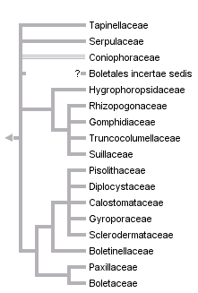 taxon links