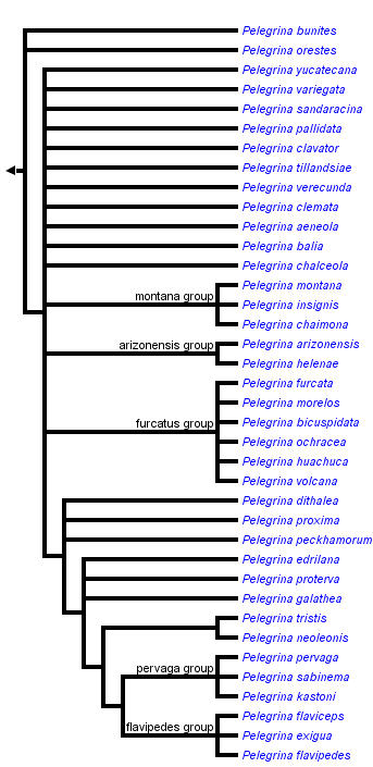 taxon links