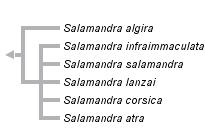 taxon links