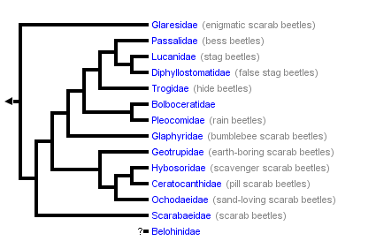 taxon links