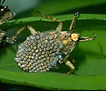 Giant waterbug, Abedus indentatus. Male with eggs.