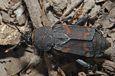 Diamesus osculans (Vigors, 1825) - adult