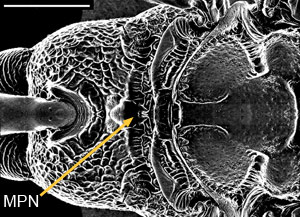 Dorsal view of scutellum of Aulacus douglasi female, from Western Australia