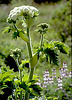 Cow parsnip, Heracleum lanatum