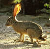 Black-tailed jackrabbit