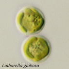 Coccoid cells of Lotharella globosa