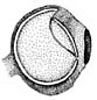 ventral view of ocular photopores