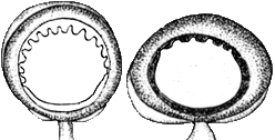 Oral view of arm suckers of Nototeuthis dimegacotyle