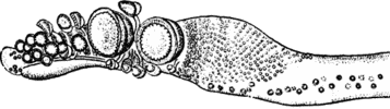 Oral view of tentacular club of Nototeuthis dimegacotyla