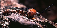 an anisopodid fly