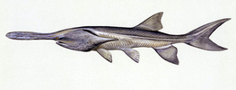 paddlefish