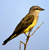 western kingbird