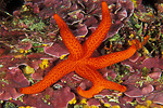 Read sea star, rare specimen with a split limb