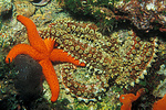 one sea star attacking another?