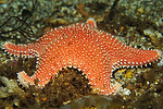 orange sea star