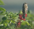 alder flycatcher on elderberry branch