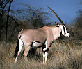 Beisa Oryx (Oryx gazella) and oxpecker in Samburu Reserve, Kenya