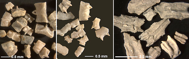 Isolated pieces of the calcareous rings of fossil holothurians