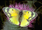 Alfalfa butterfly