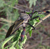 Thassus sp. (giant mesquite bug)