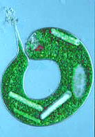Euglena oxyuris (Euglenida), a unicellular alga