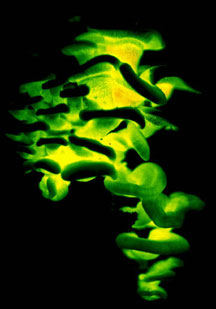 Panellus stypticus bioluminescence