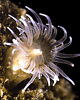 A sea anemone, Haliplanella luciae