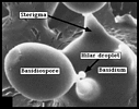 Scanning electron micrograph showing the hilar droplet at the base of a basidiospore