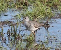 lesser yellowlegs