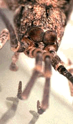 Large, medially contiguous compound eyes of an archaeognathan