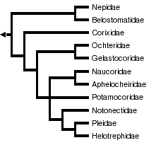 Nepomorpha tree from Mahner 1993