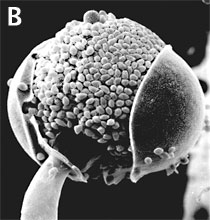 Dehisced multispored sporangium releasing sporangiospores of Gilbertella persicaria.