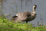 nene goose