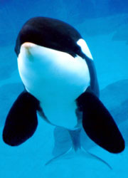 Killer whale