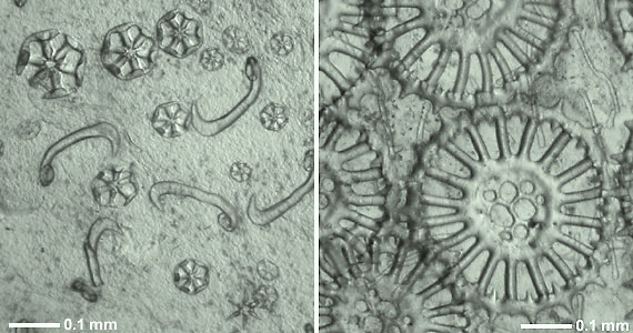 Calcareous skeletal ossicles