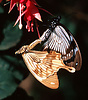 Mocker swallowtails (Papilio dardanus) mating, Tanzania