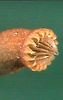 Closeup of the peristome of the capsule of Sematophyllum
