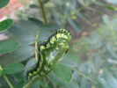 Phoebis philea larva last instar