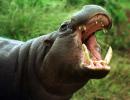 Pygmy hippo (Hexaprotodon liberiensis)