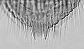 Porophila malkini pygidial spine