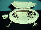 turtle skeleton