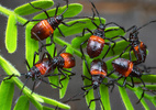Thassus sp. (giant mesquite bug) nymphs