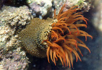 sinlge naked, warty anemone attached to a rock