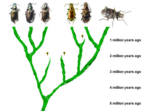 Tree of beetle species